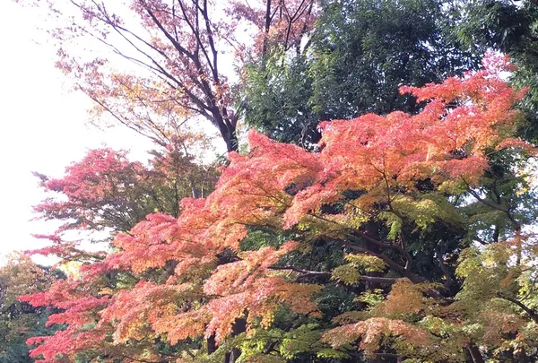 殿ヶ谷戸庭園
