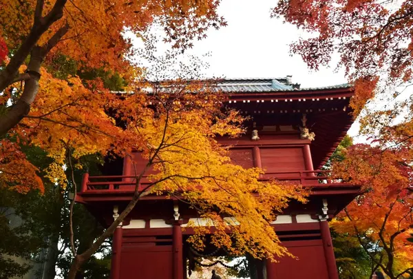 本土寺（あじさい寺）