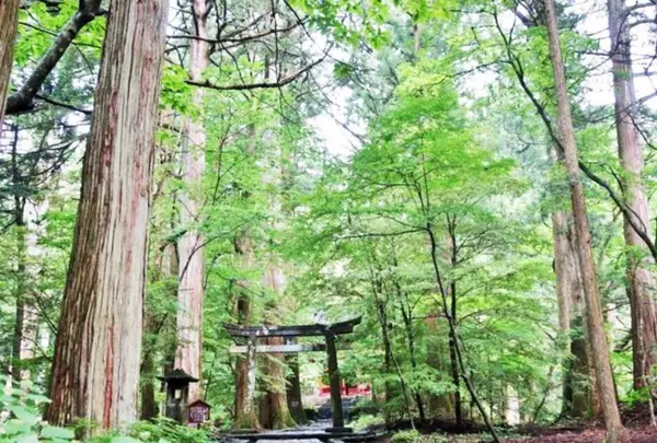 滝尾神社の写真・動画_image_289264