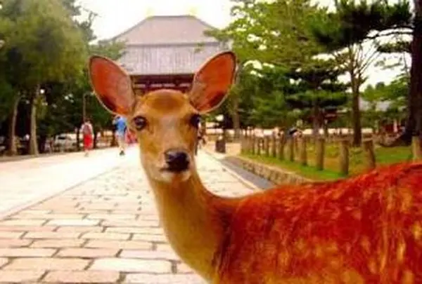 奈良公園の写真・動画_image_293302