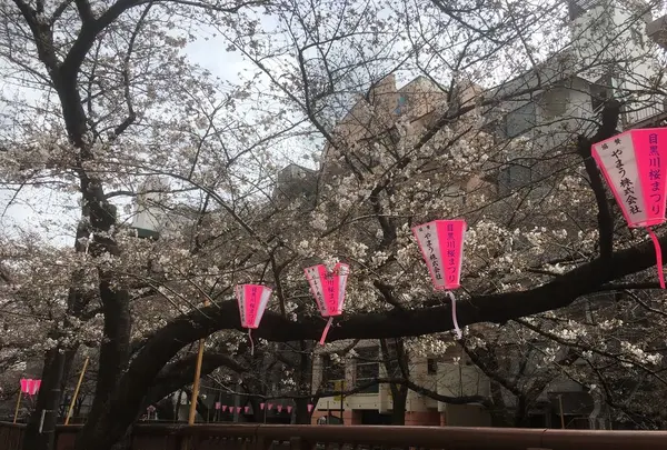 目黒川の桜並木の写真・動画_image_305321