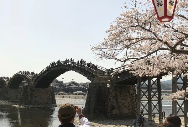 錦帯橋の写真・動画_image_308997