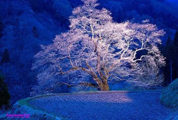 駒つなぎの桜　阿智村