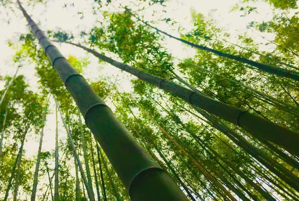 嵐山 竹林の小径の写真・動画_image_321435