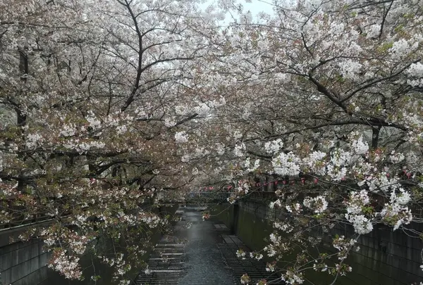 目黒川の桜並木の写真・動画_image_331320