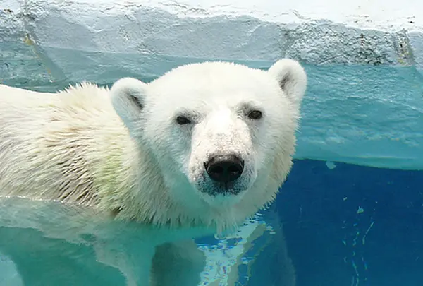 とべ動物園
