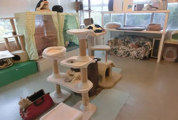 猫の博物館