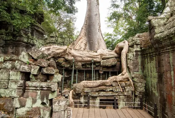 Ta Prohm（タ・プローム）
