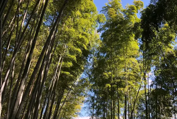 嵐山 竹林の小径の写真・動画_image_449480