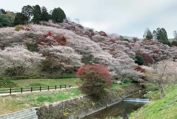 川見四季桜の里