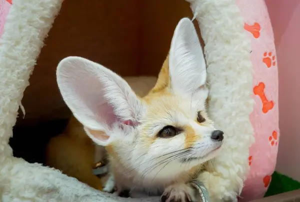 動物カフェ 原宿かわいい動物園