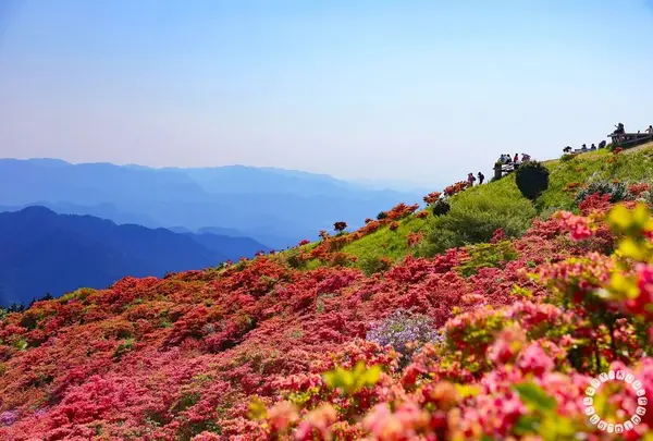 大和葛城山自然ツツジ園
