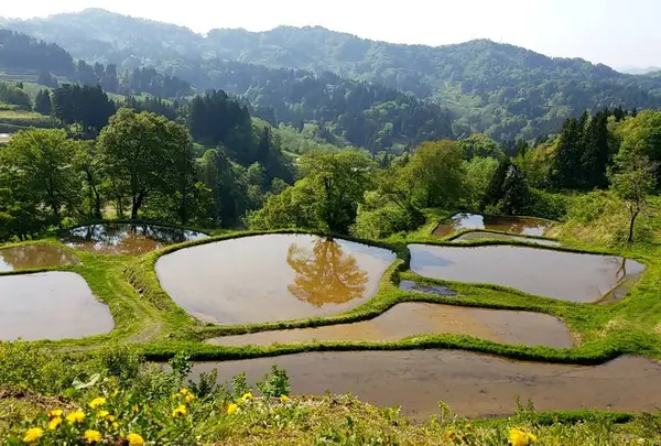 儀明の棚田