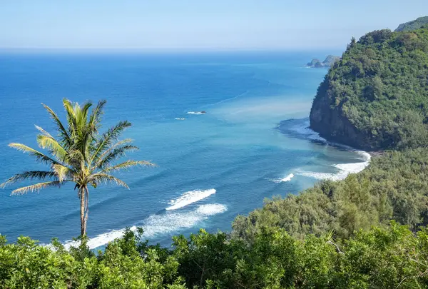 Island of Hawaii（ハワイ島）の写真・動画_image_583291