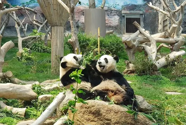 Macao Giant Panda Pavilion