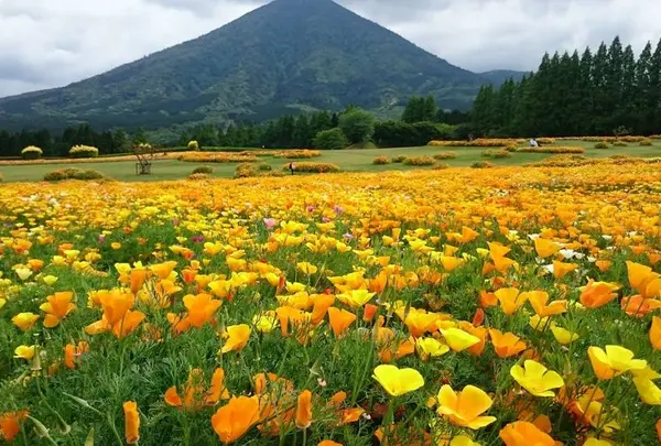 花の駅 生駒高原