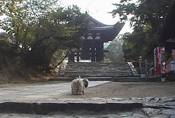 東大寺鐘楼(奈良太郎)