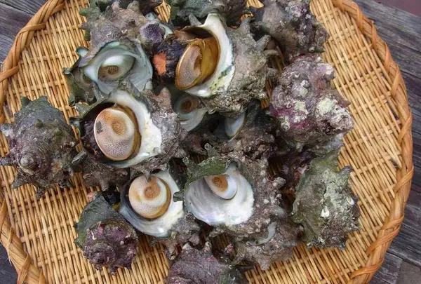 江の島　貝作