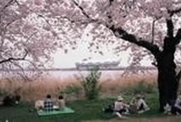 鳥屋野潟【桜の名所】