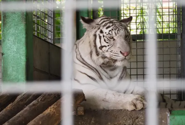 しろとり動物園
