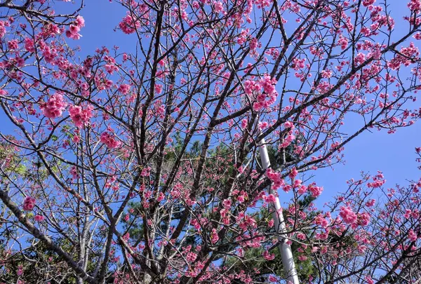 名護中央公園 天上展望台