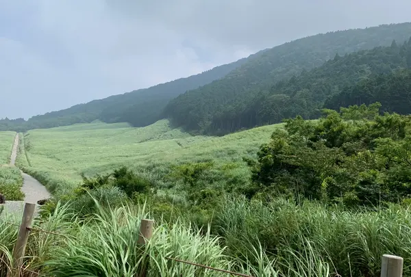 仙石原湿原植物群落の写真・動画_image_786190