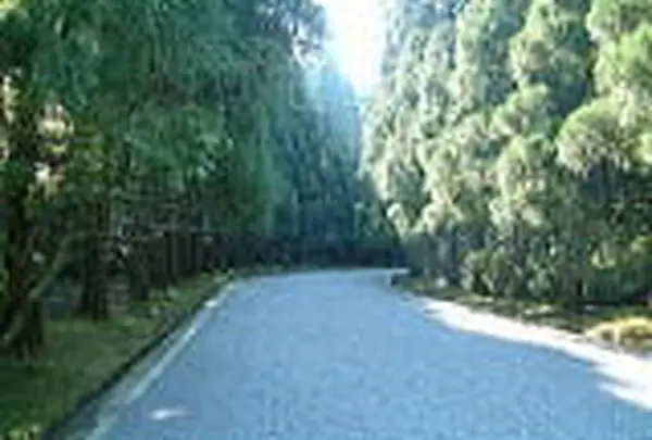 武蔵陵墓地の写真・動画_image_81307