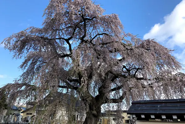 法亀寺の枝垂れ桜