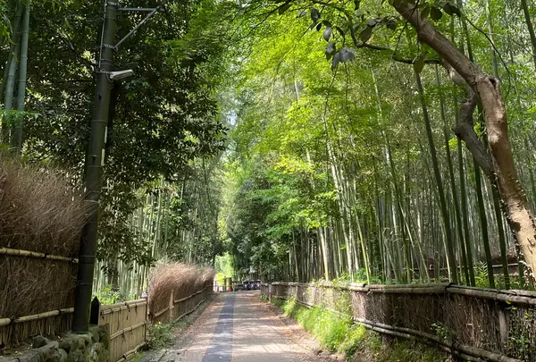 嵐山 竹林の小径の写真・動画_image_918286