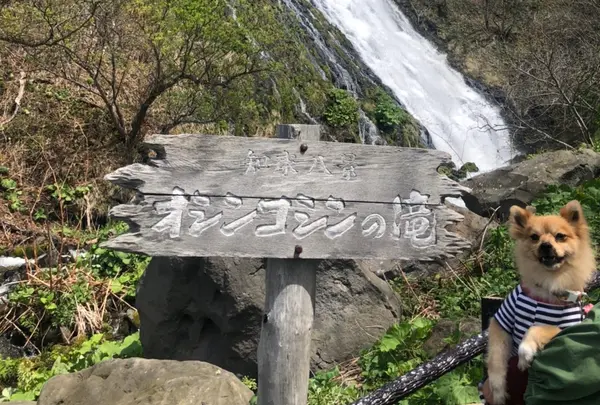 オシンコシンの滝の写真・動画_image_919954