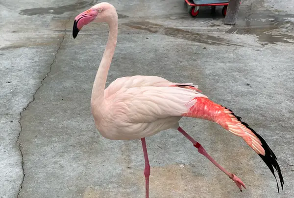 掛川花鳥園