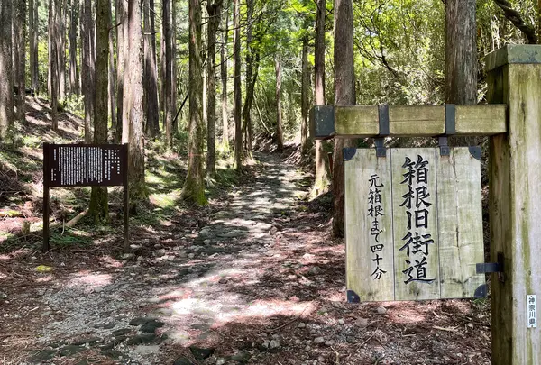 旧東海道石畳の写真・動画_image_925841