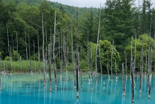 青い池の写真・動画_image_934326