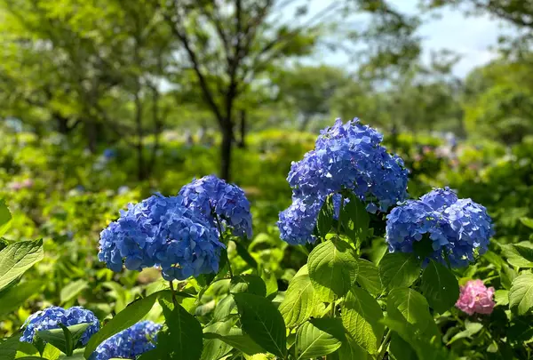相模原北公園 アジサイ園