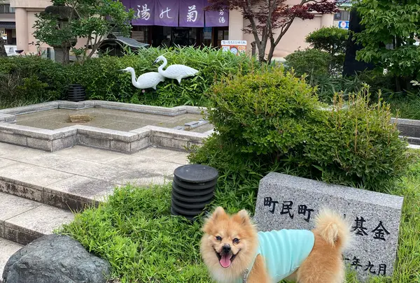 加賀　山中温泉　菊の湯の写真・動画_image_945294