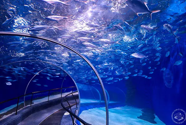 Shanghai Ocean Aquariumの写真・動画_image_955707