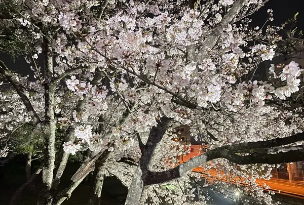 徳島中央公園の写真・動画_image_981633