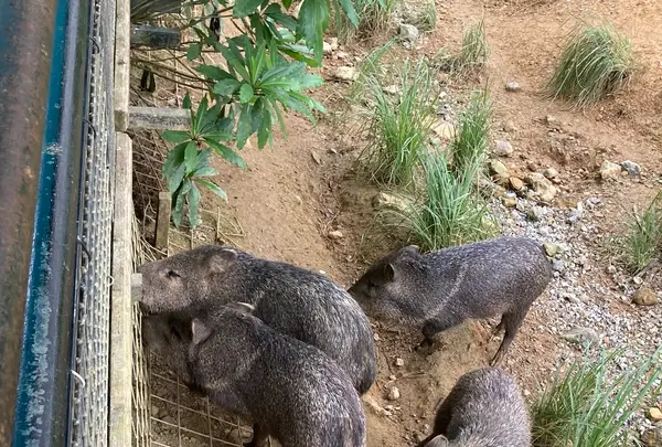 ネオパークオキナワの写真・動画_image_1732565