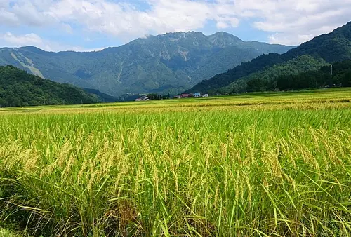 【田舎暮らしに憧れて】日本一の米どころ南魚沼市で稲刈り体験