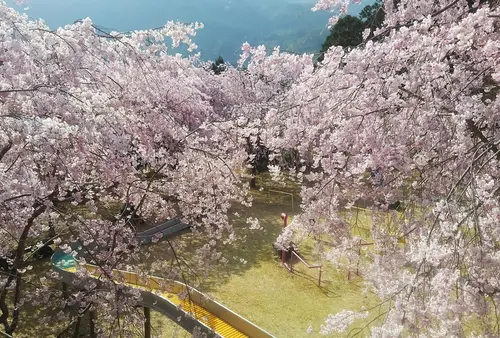 【春の観光におすすめ！川根にお花見に来ませんか？】大井川上流、川根本町周辺のお花見スポット！