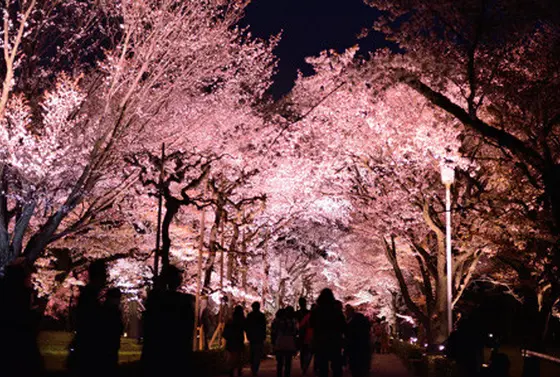 桜の季節のライトアップも…！