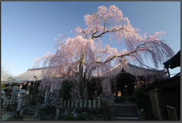 桜本坊