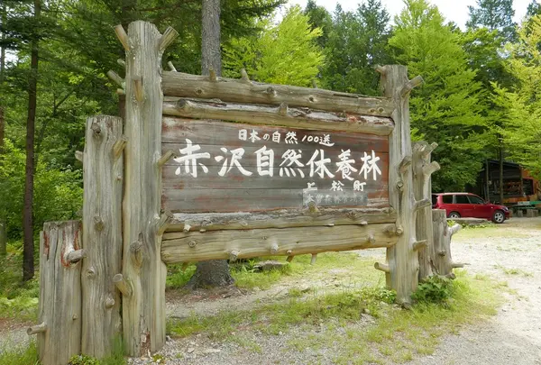 赤沢自然休養林の写真・動画_image_145536