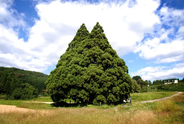 小杉の大杉(トトロの木)