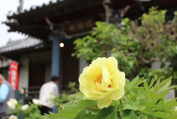 神宮寺の写真・動画_image_159115