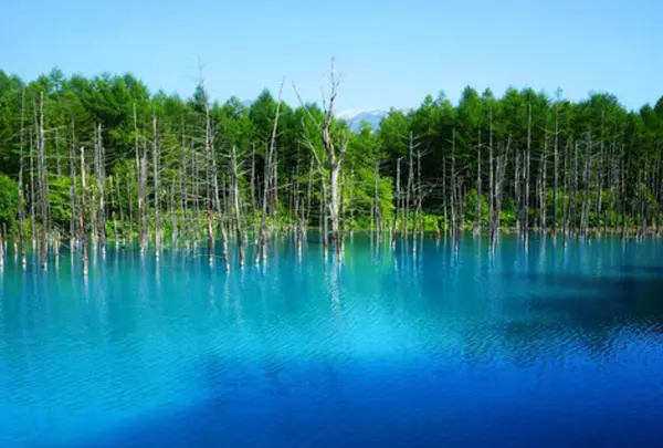 北海道 美瑛 白金 青い池