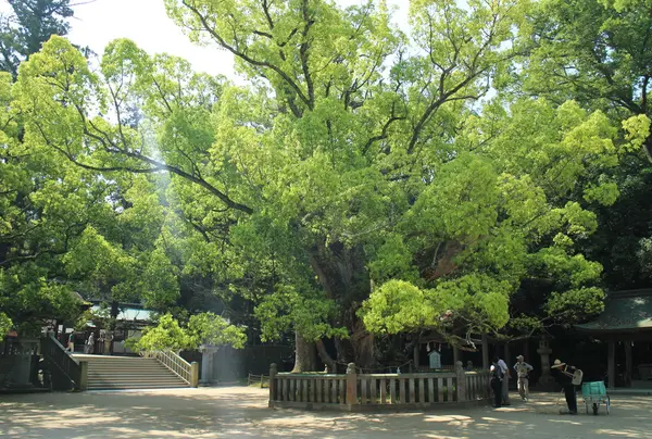 樹齢２６００年の大楠