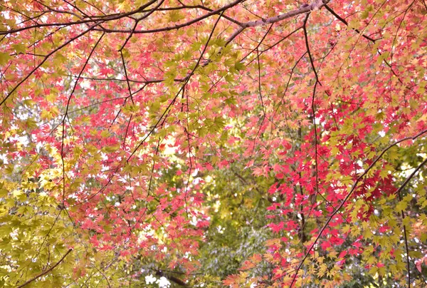 郡山公園の紅葉