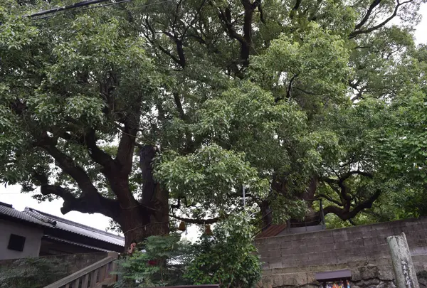 山王神社の大楠木