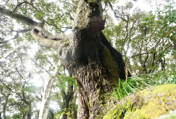 タンテイロ巨樹の森